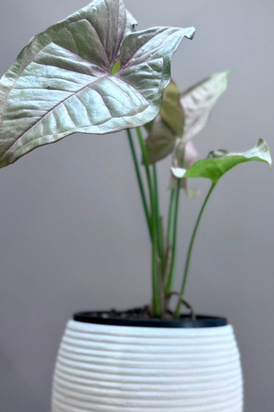 Potted Syngonium podophyllum 'Neon' plant in The Sidekick pot on a wooden surface against a grey wall