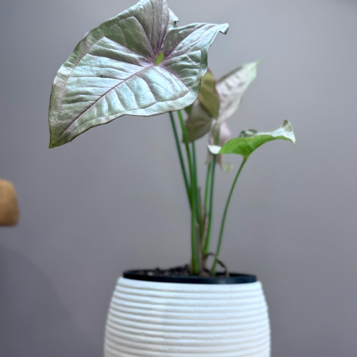 Potted Syngonium podophyllum 'Neon' plant in The Sidekick pot on a wooden surface against a grey wall