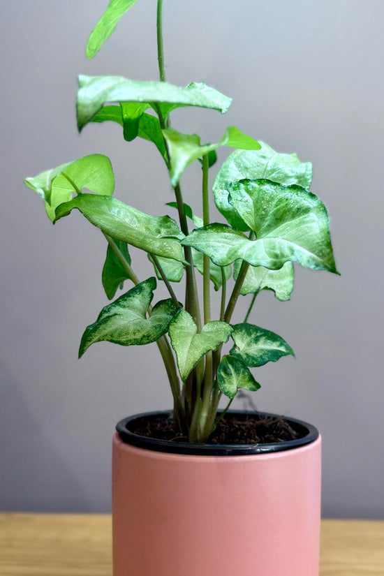Potted Syngonium podophyllum 'White Butterfly' plant with green leaves in a pink pot on a wooden surface with a gray background