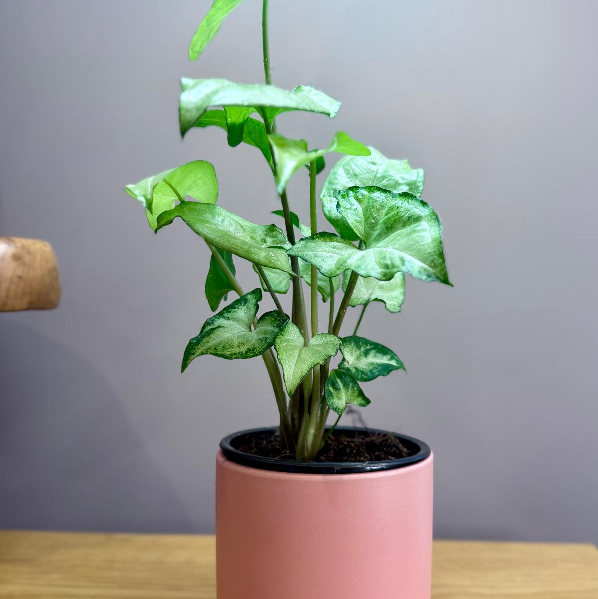 Potted Syngonium podophyllum 'White Butterfly' plant with green leaves in a pink pot on a wooden surface with a gray background
