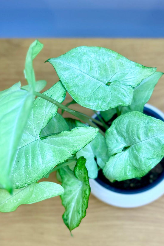 Potted Syngonium podophyllum 'White Butterfly' plant with green leaves on a wooden surface
