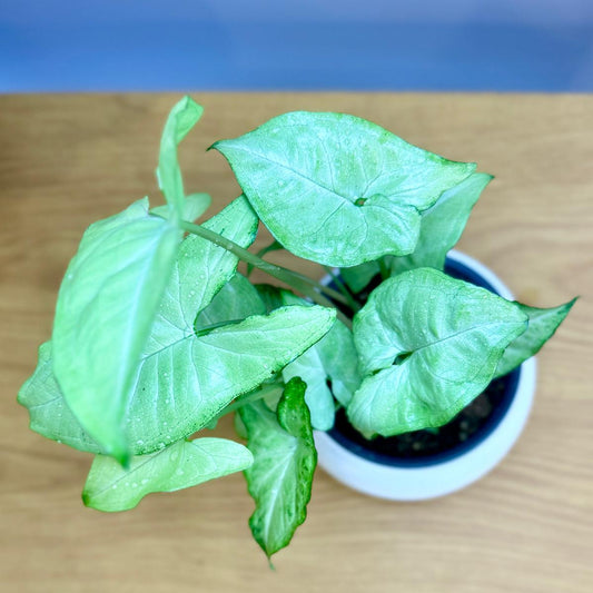 Potted Syngonium podophyllum 'White Butterfly' plant with green leaves on a wooden surface