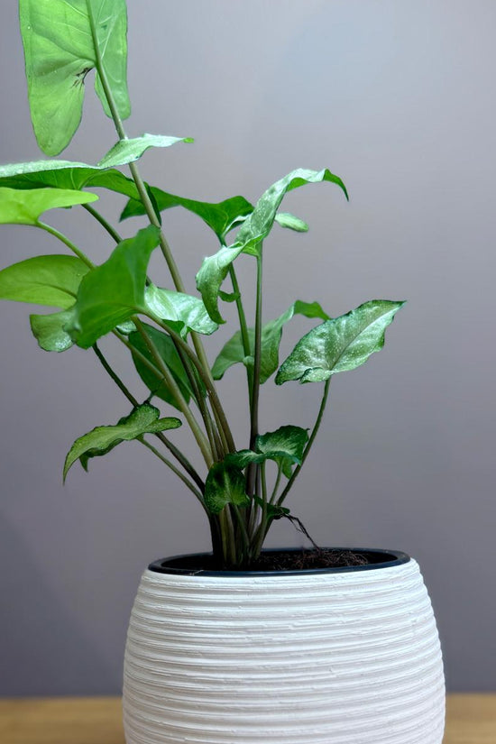 Potted Syngonium podophyllum 'White Butterfly' plant in The Sidekick pot on a wooden surface with a grey background