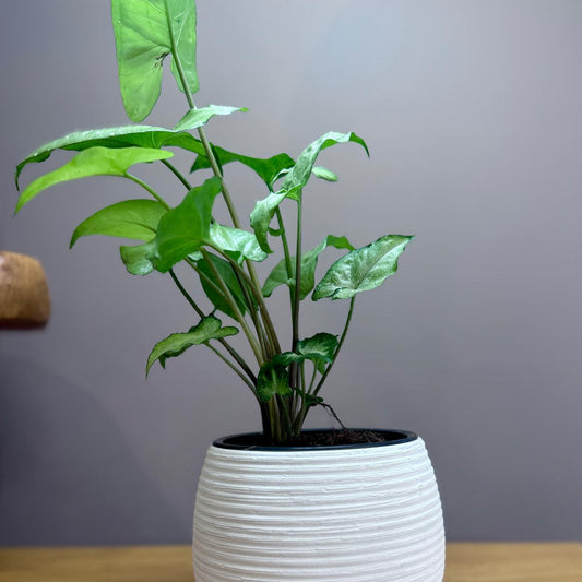 Potted Syngonium podophyllum 'White Butterfly' plant in The Sidekick pot on a wooden surface with a grey background
