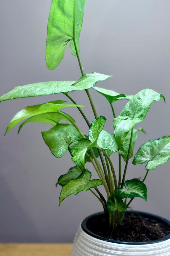 Potted Syngonium podophyllum 'White Butterfly' plant on a wooden surface with a gray background