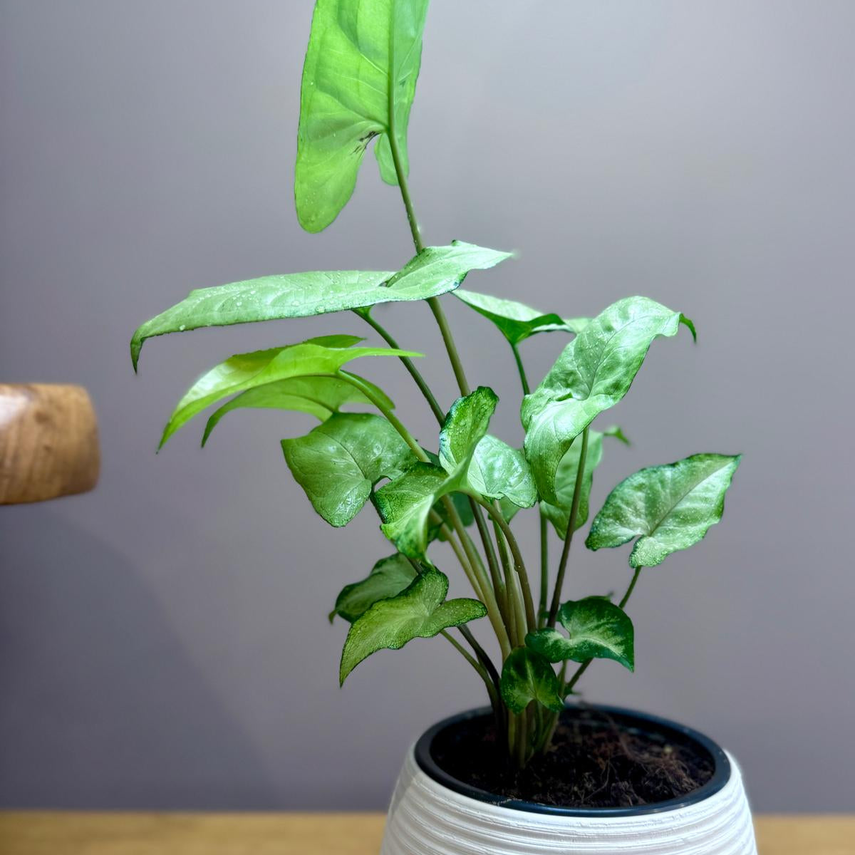 Potted Syngonium podophyllum 'White Butterfly' plant on a wooden surface with a gray background