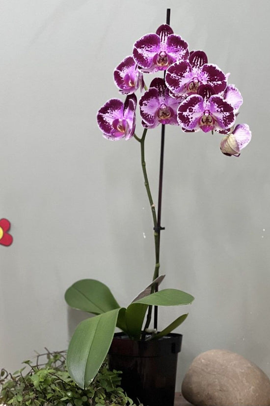 Phalaenopsis Tall - 'Tall Moth Orchid'