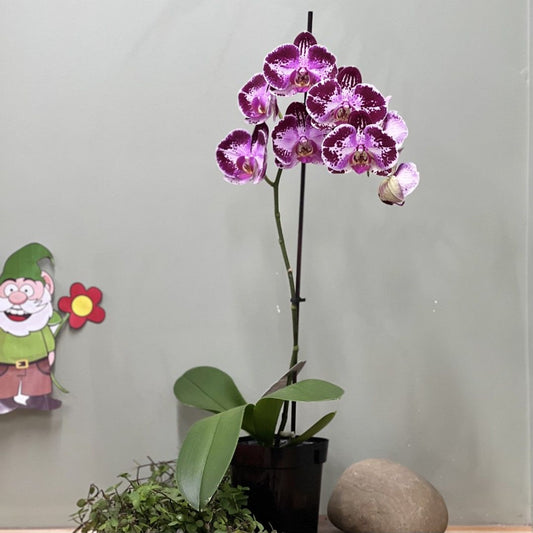 Phalaenopsis Tall - 'Tall Moth Orchid'