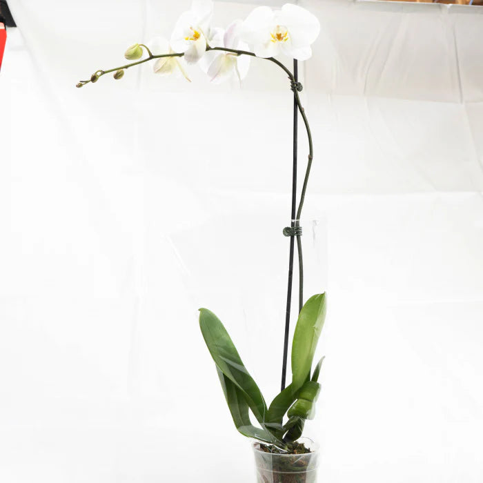 Phalaenopsis Tall - 'Tall Moth Orchid'