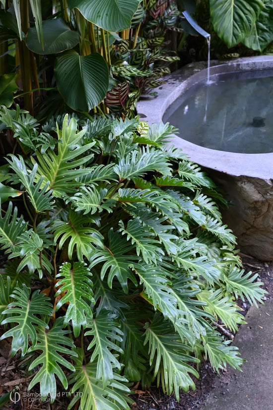 Thaumatophyllum xanadu - 'Philodendron Xanadu'