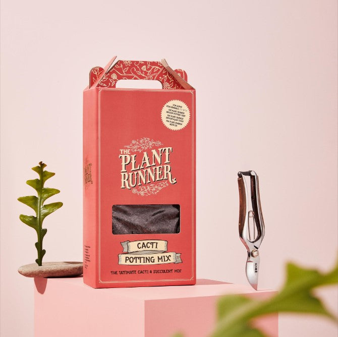 Cacti & Succulent Mix