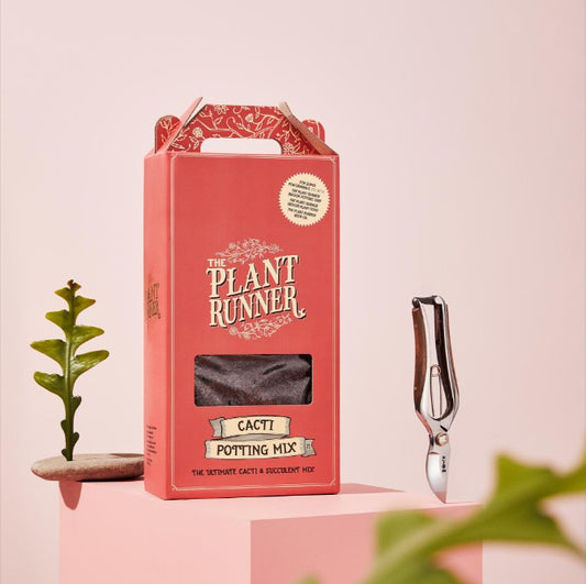 Cacti & Succulent Mix