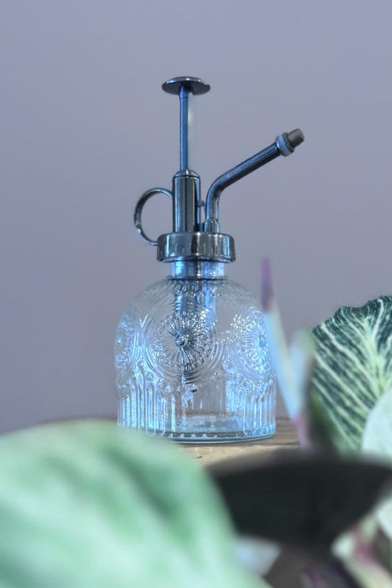 Glass plant mister on a bench surrounded by leafy indoor plants.