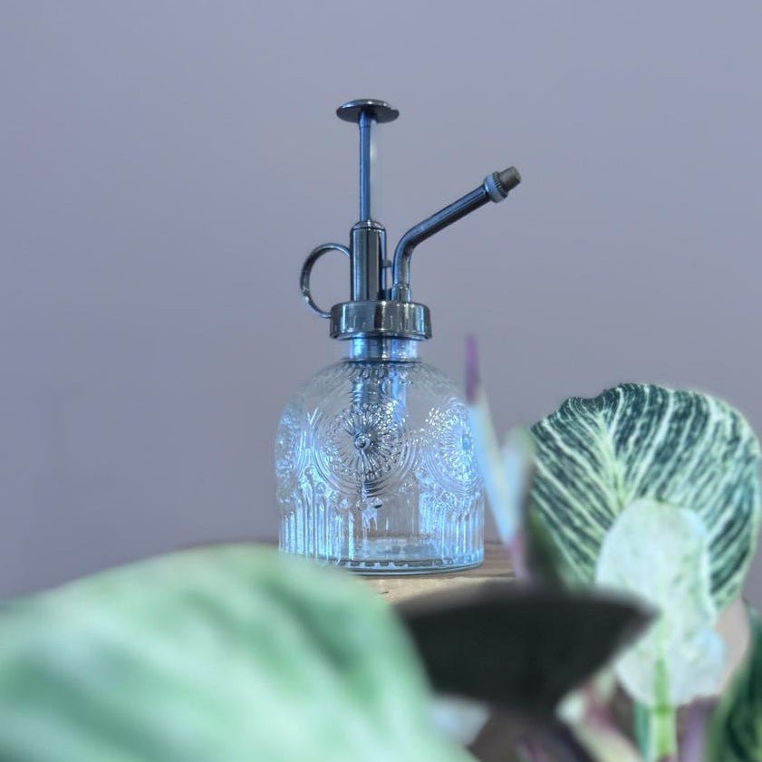 Glass plant mister on a bench surrounded by leafy indoor plants.