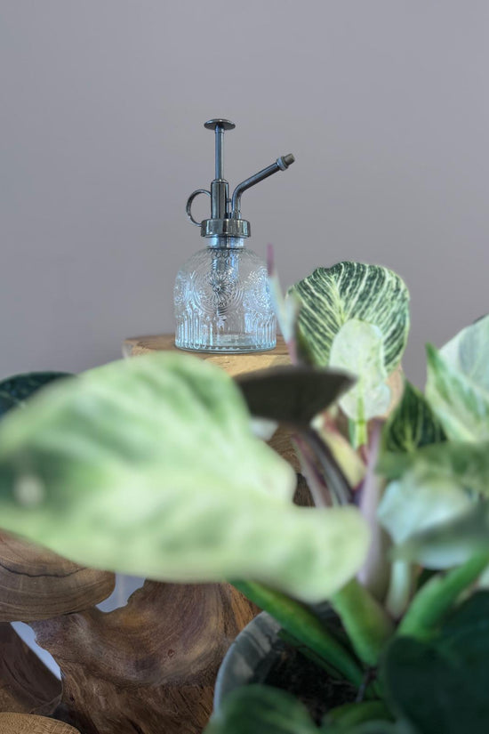 Glass water mister positioned behind green leaves in indirect light.