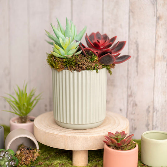 The Everyday Hero sage planter styled with succulents.