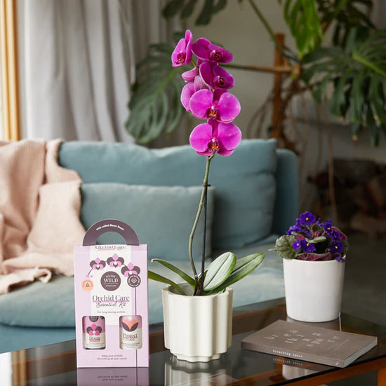 Orchid Care Duo