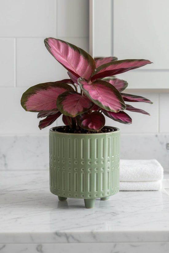 calathea rose opicta_Rose