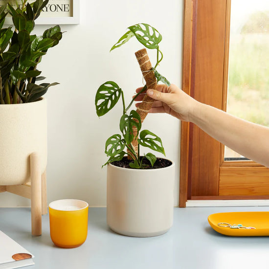 Coco Coir Support Pole