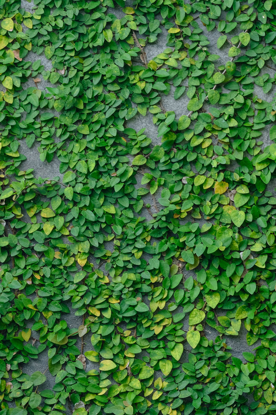 Ficus pumila - 'Creeping Fig'