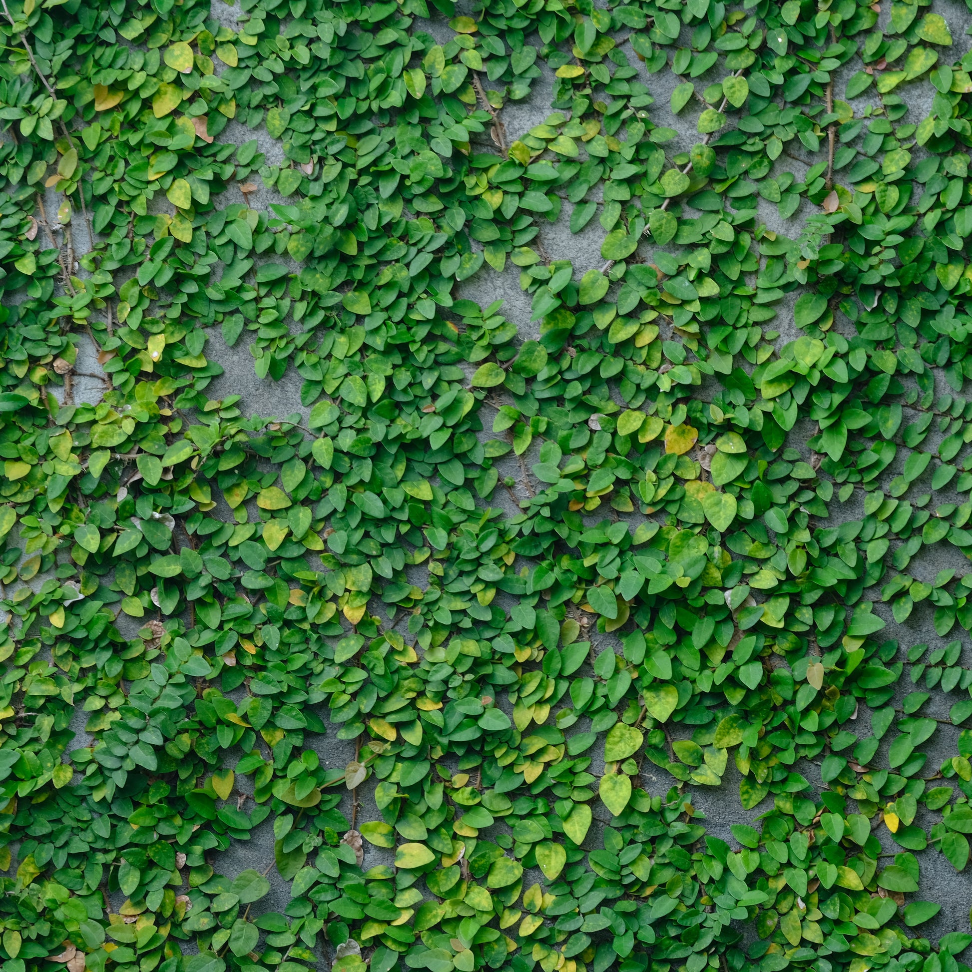 Ficus pumila - 'Creeping Fig'