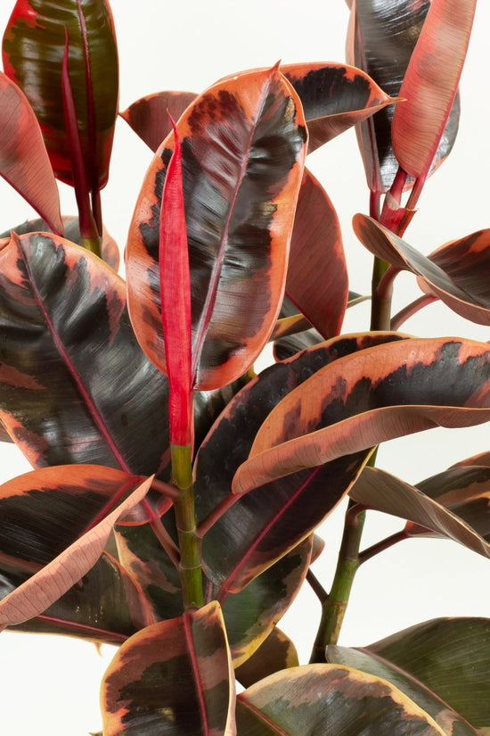 Ficus elastica - 'Ruby'