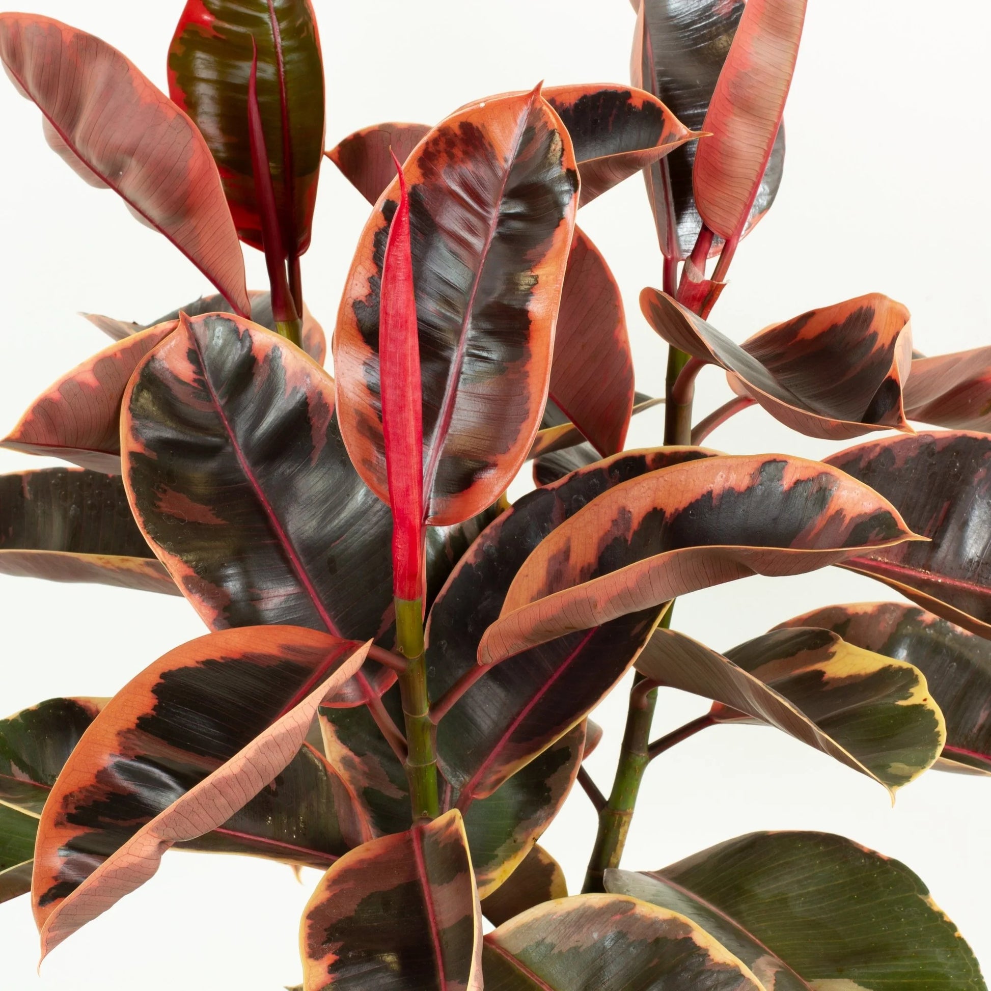 Ficus elastica - 'Ruby'
