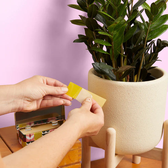 Compostable Gnat Traps