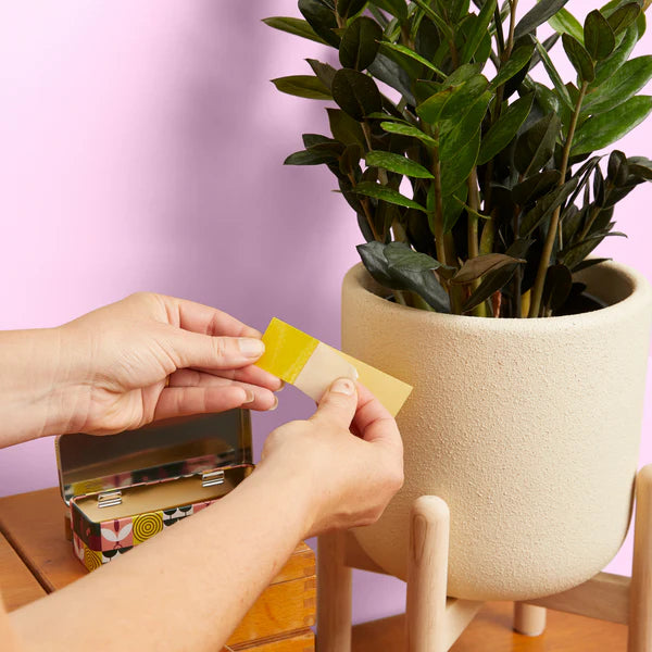 Compostable Gnat Traps