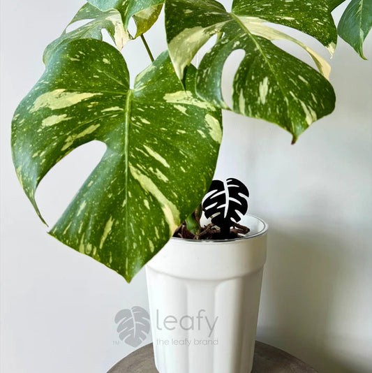 Potted plant with large green leaves in a white pot on a light background