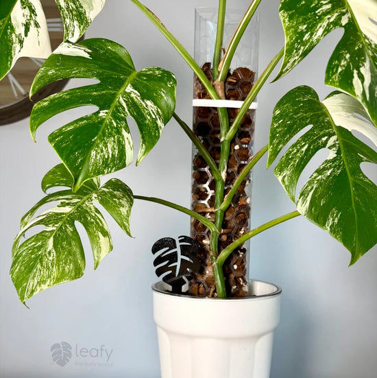 Potted plant with a white pot on a wooden surface against a light blue wall.