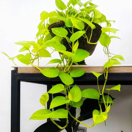 Epipremnum aureum - 'Goldilocks'