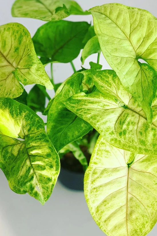 Syngonium podophyllum - 'Golden Illusion'