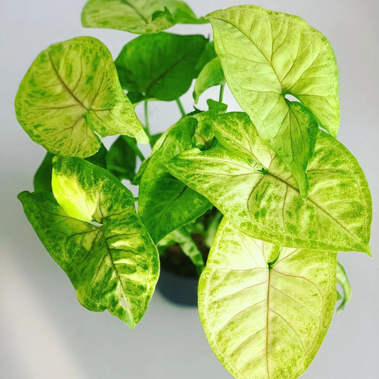 Syngonium podophyllum - 'Golden Illusion'