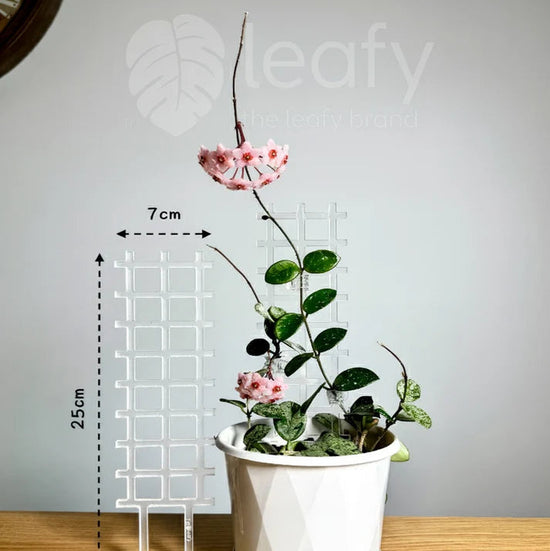 Potted plant with measurement details on a wooden surface and gray background