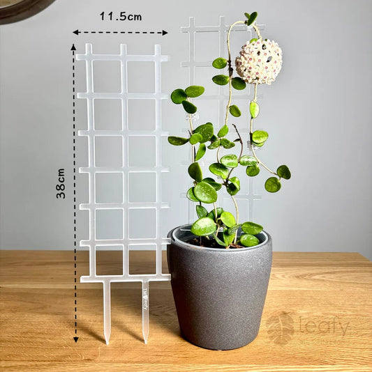 Potted plant with a trellis and measurements on a wooden surface