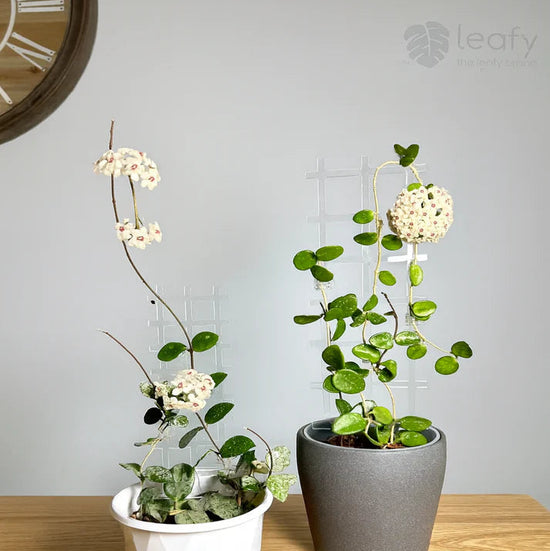 Two potted plants on a wooden surface with a gray wall background
