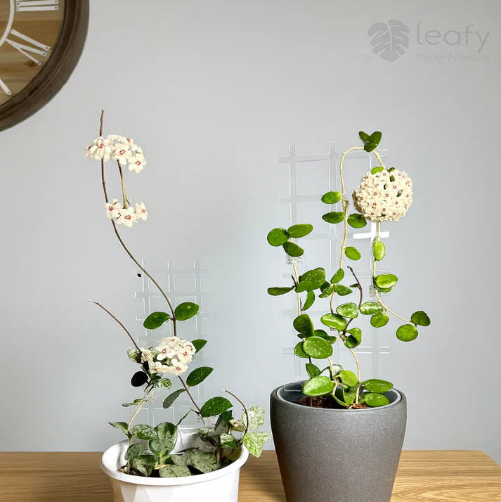 Two potted plants on a wooden surface with a gray wall background
