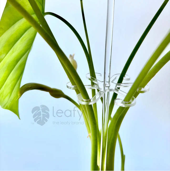Clear plastic plant support stakes being used on a plant with a blue background, featuring the Leafy brand logo.