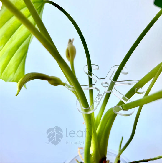 Close-up of a plant with a clear clip on a light blue background