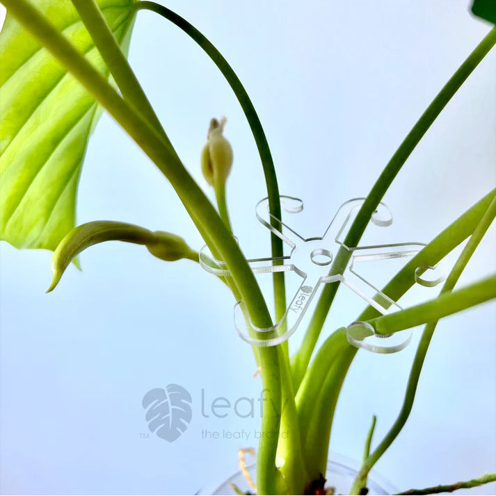 Close-up of a plant with a clear clip on a light blue background