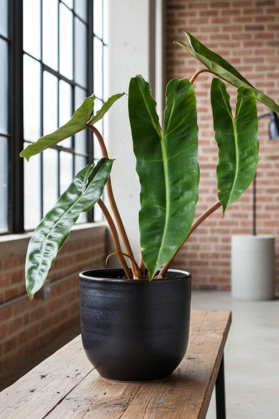 Potted philodendron-billietiae on a wooden table