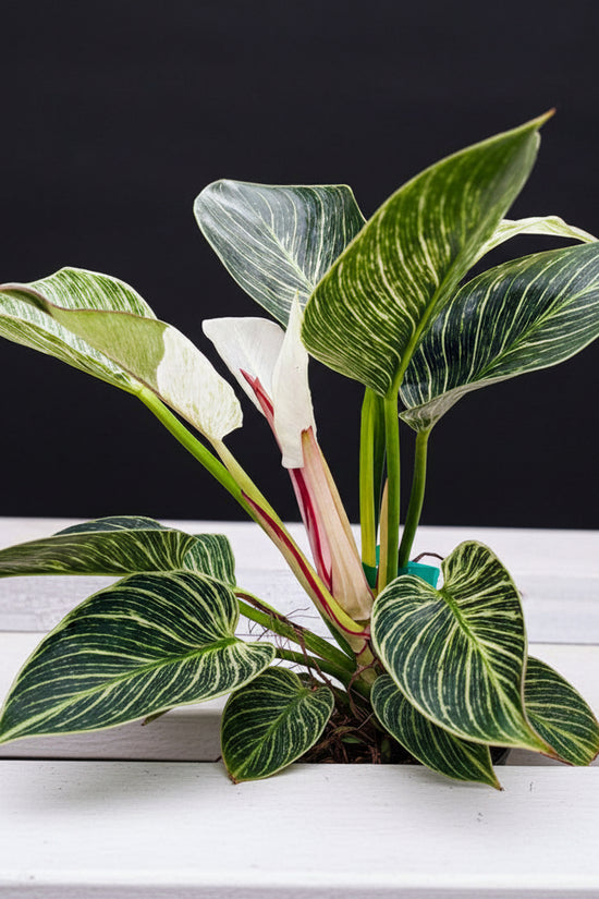 Close-up of a green and white leafed Philodendron Birkin with a blurred background