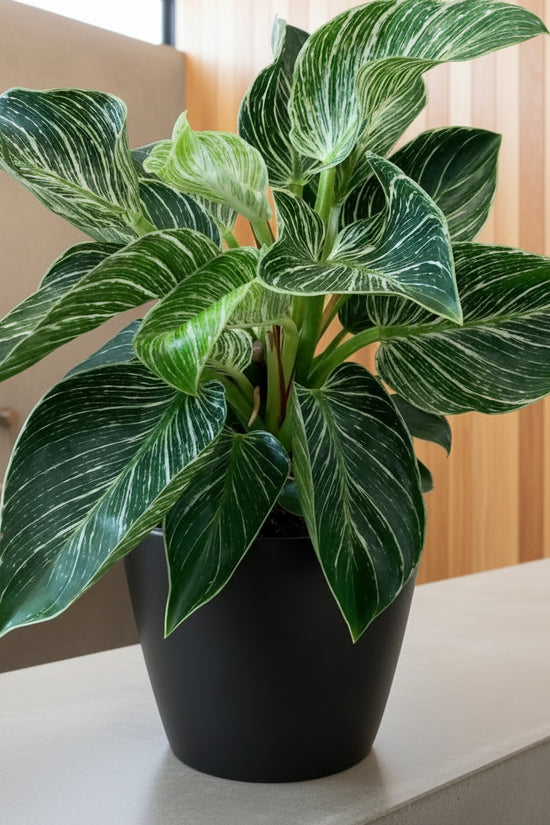 Potted Philodendron Birkin with green leaves on a concrete surface with a beige wall background