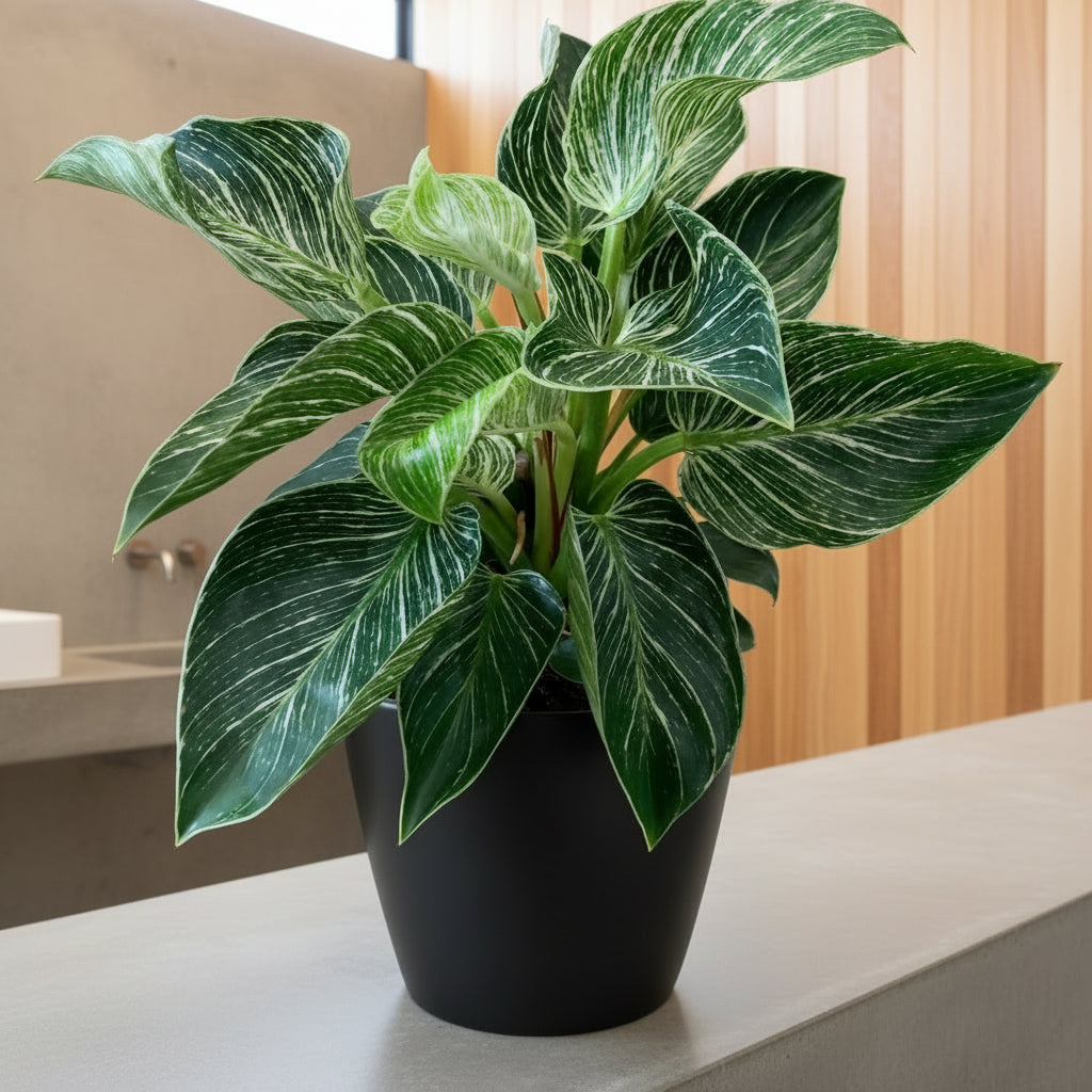 Potted Philodendron Birkin with green leaves on a concrete surface with a beige wall background