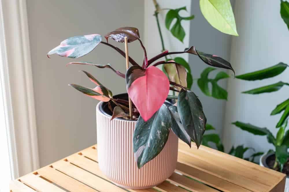 Philodendron erubescens - 'Pink Princess'