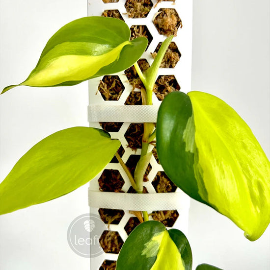 Green leafy plant with a decorative white and brown patterned vase on a light gray background