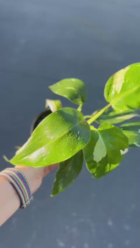 Philodendron - 'White wizard'