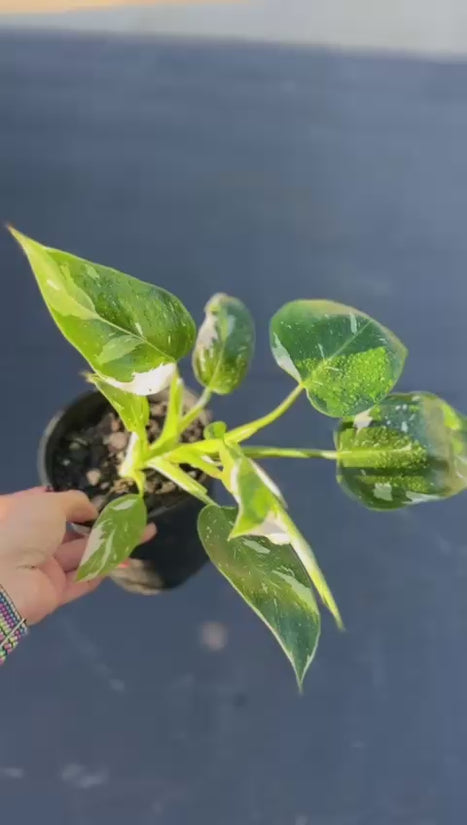 Philodendron - 'White wizard'