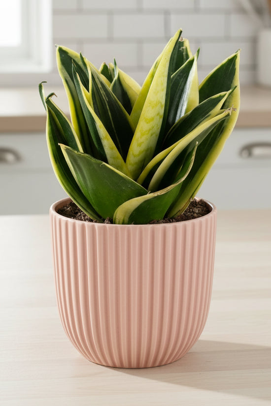 Sansevieria trifasciata - 'Lotus Hahnii'